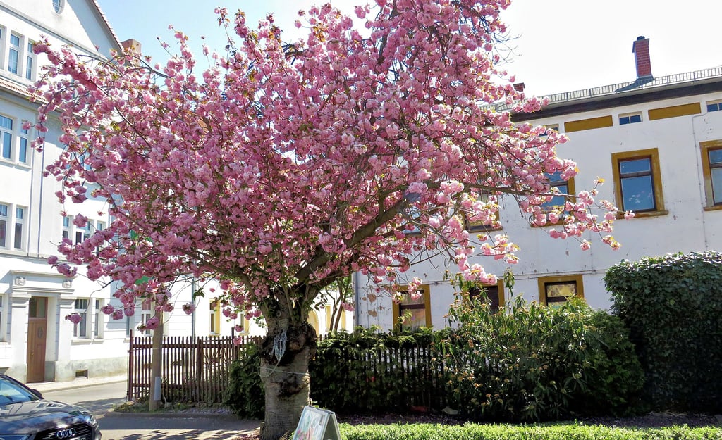 Im Haus Steinsgraben 36 lebte der Begründer der Zeitzer Kleingartenkultur Karl Böhmelt bis zu seinem Tod. Die Japanische Blütenkirsche vor der Gärtnerei und Fachgeschäft Pitzschlker gehört zu den besonderen Zierpflanzen, die sich immer wieder aufs Neue gefälliger Blicke sicher sein kann.