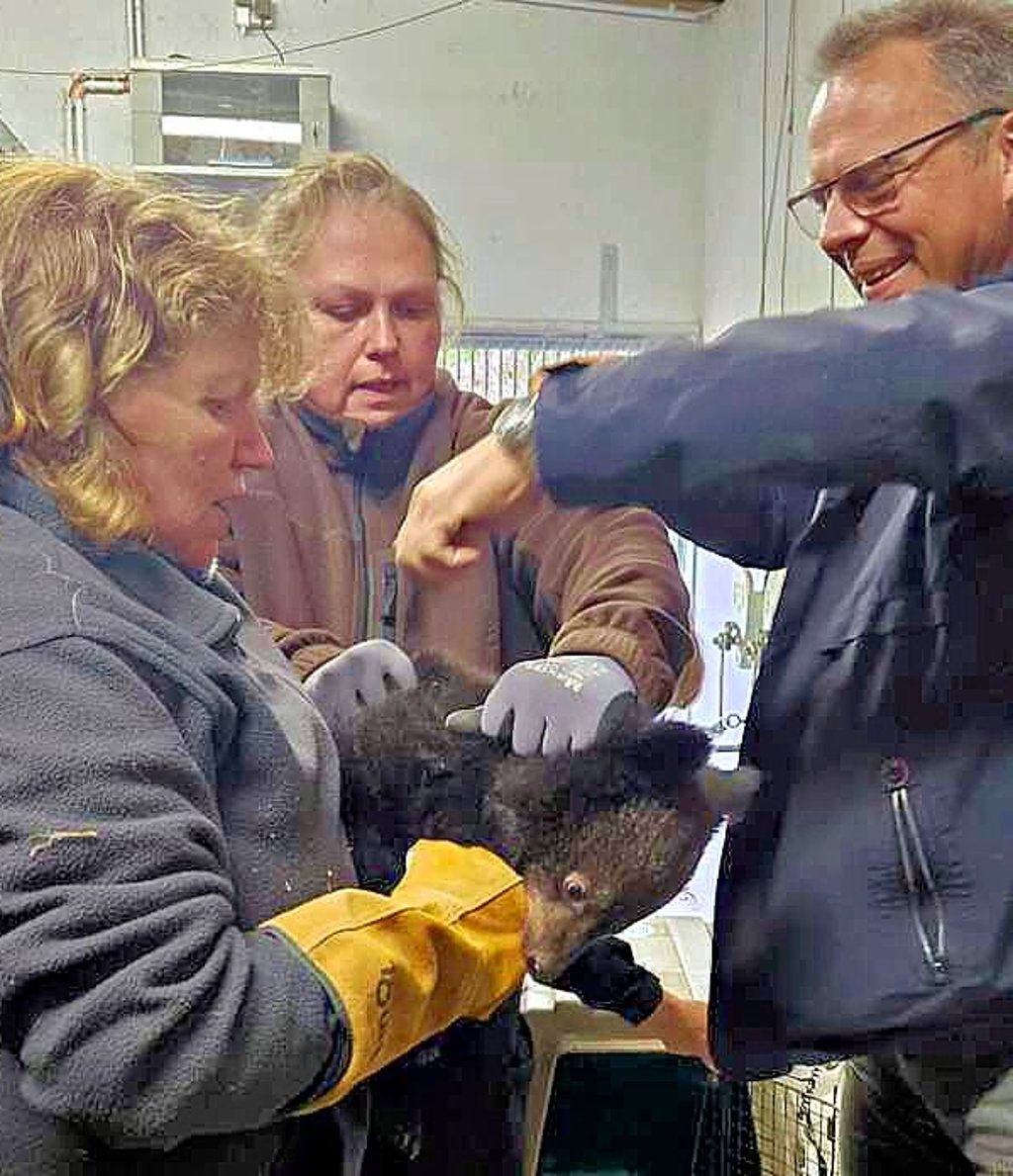 Die Babys der Kragenbären haben endlich Namen und wurden von Tierarzt Thomas Held untersucht.