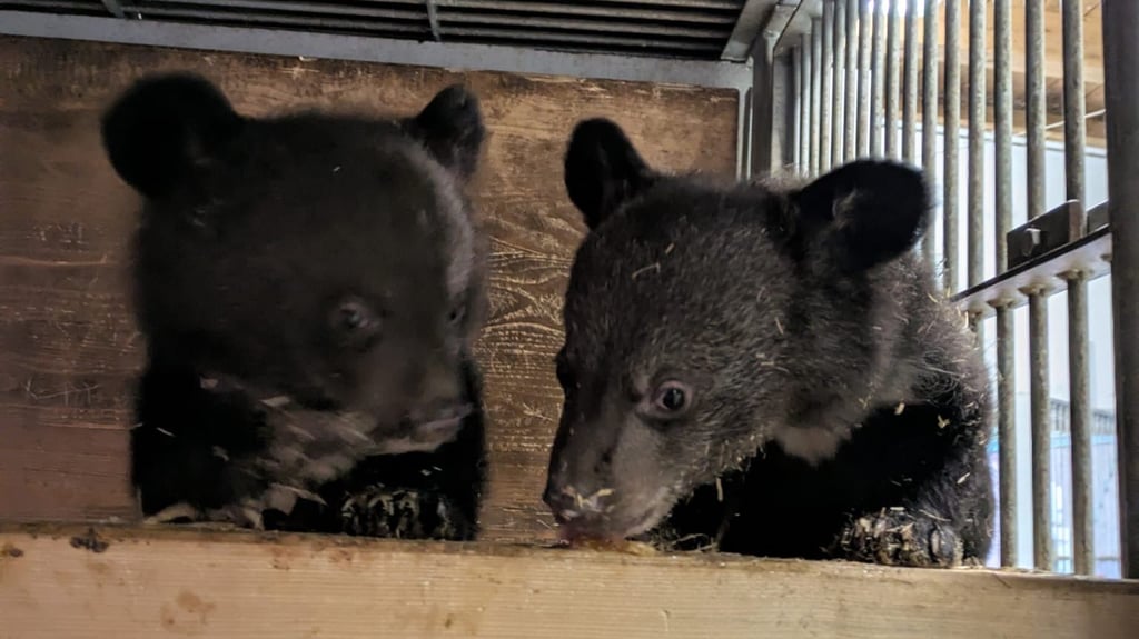 Herzlich willkommen: Heinrich und Henriette.