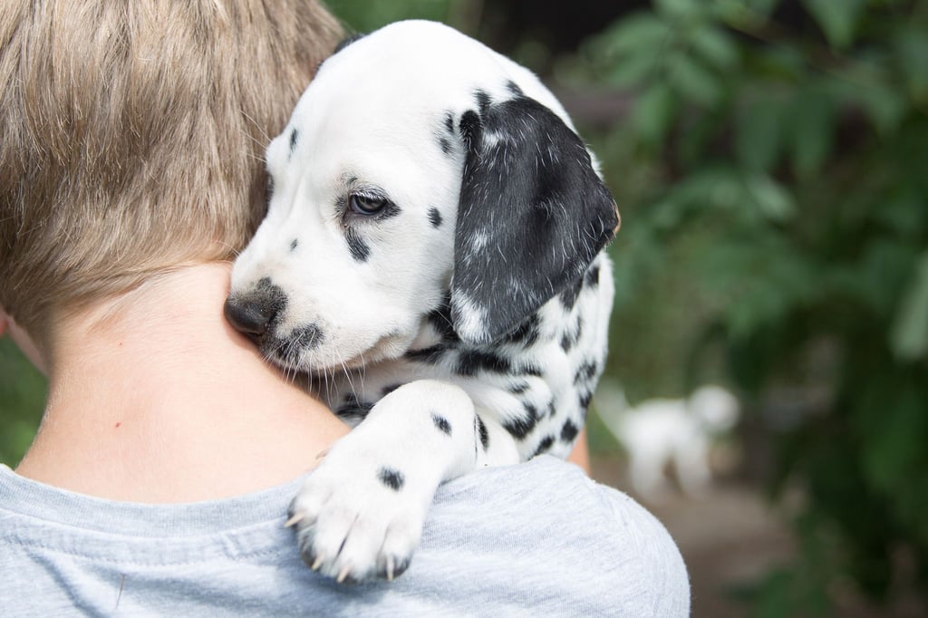 Ein aufregendes Ereignis, das gut vorbereitet sein will: Ein Hundewelpe zieht zu Hause ein.
