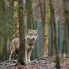 In Petersroda sind zwei vermutlich kranke Wölfe unterwegs.&nbsp;