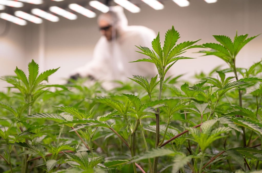 Ein Mitarbeiter eines Cannabis-Clubs beim legalen Anbau der Pflanze. (Symbolbild)