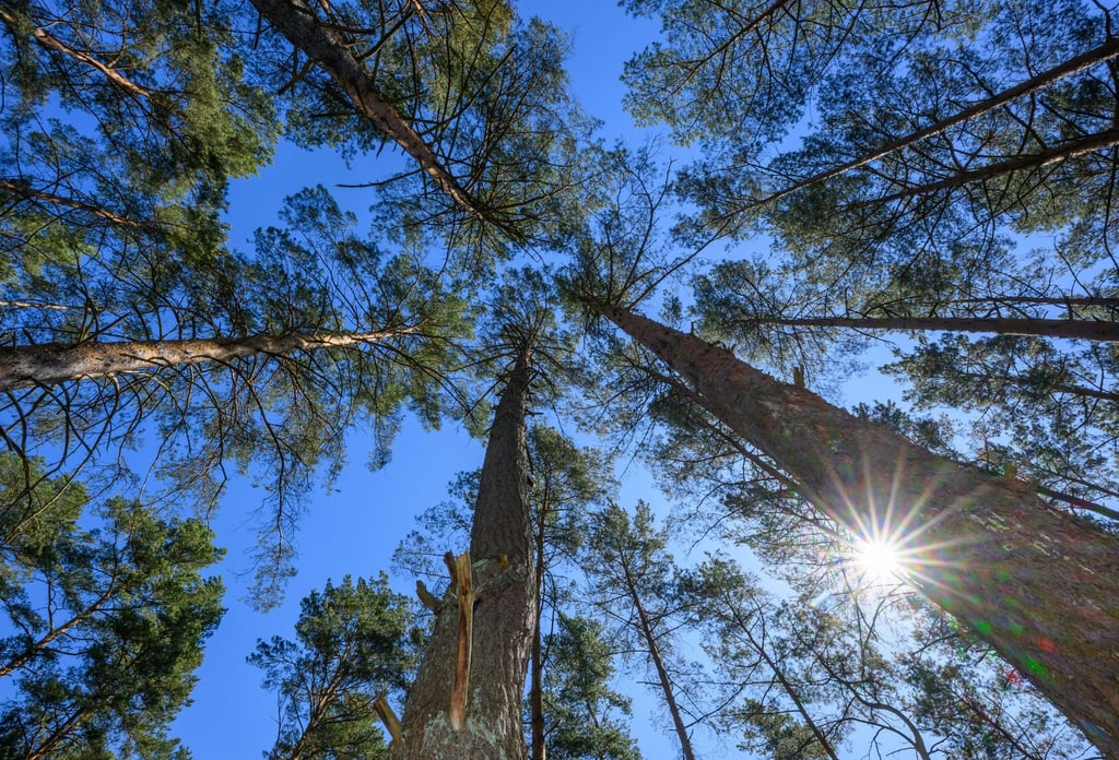 Trockene Wälder in Brandenburg - die Waldbrandgefahr ist im ganzen Bundesland hoch. (Archivbild)