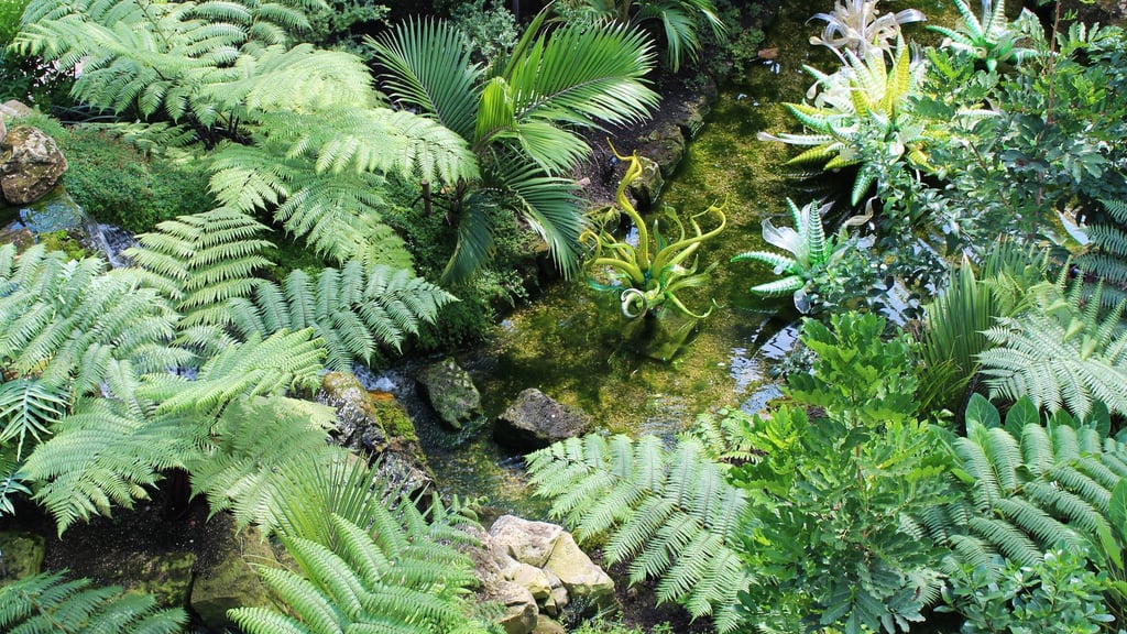 Farne sind nicht nur fürs Wohnzimmer geeignet - auch im Garten sorgen sie für Dschungelfeeling.