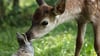 Bambi und sein Freund der Hase in einer Szene des Films „Bambi - Eine Lebensgeschichte aus dem Walde“. (Handout)