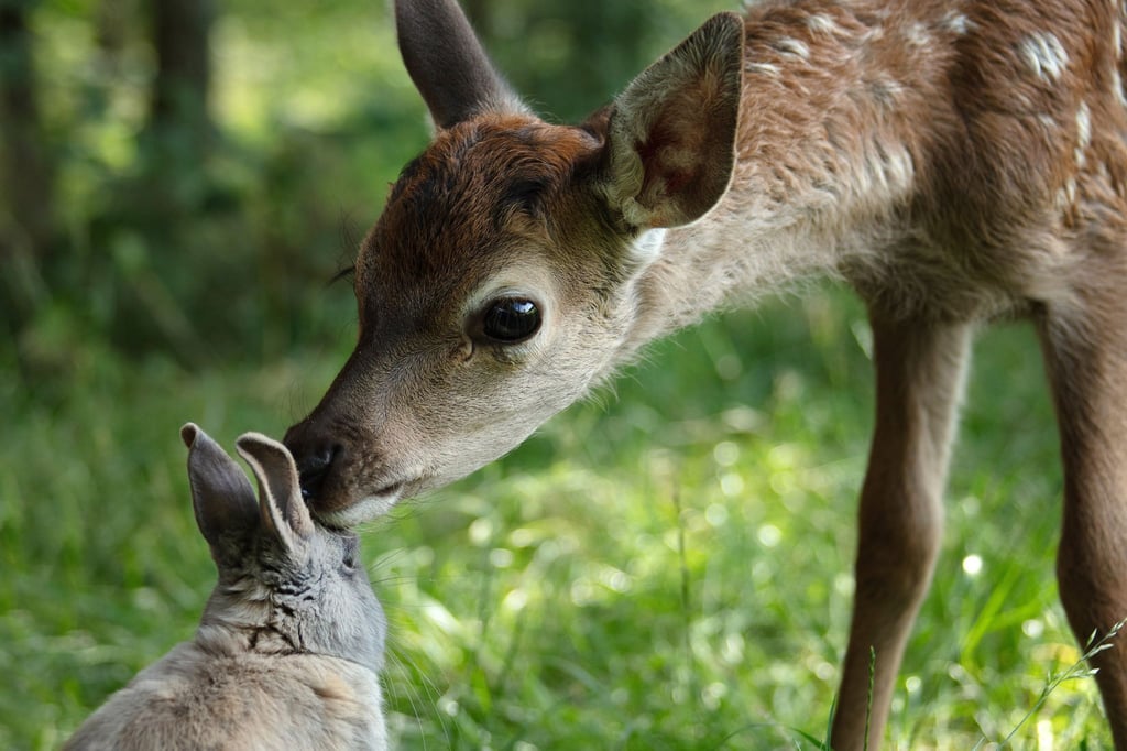 Bambi und sein Freund der Hase in einer Szene des Films „Bambi - Eine Lebensgeschichte aus dem Walde“. (Handout)