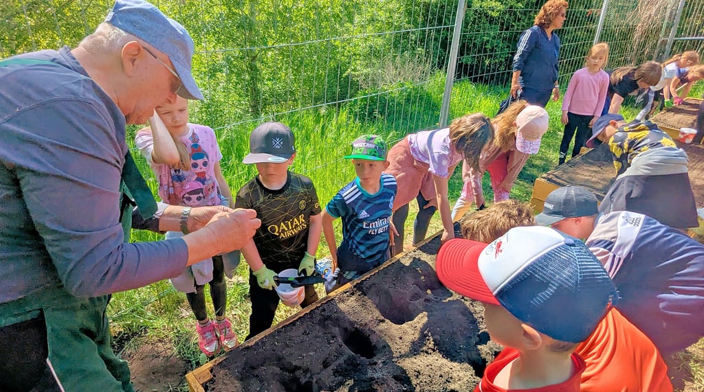 Franz-Ferdinand Radmacher zeigt den Zweitklässlern, worauf es beim Kartoffellegen ankommt. Die Kids sind eifrig dabei.