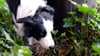 Ein Border Collie schnüffelt sich durch sein Revier. Vergiftete oder mit gefährlichen Gegenständen gespickte Köder jagen Hundefreunden immer wieder Angst ein.