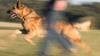 In Sachsen-Anhalt hat die Zahl der registrierten Hunde im vergangenen Jahr die 180.000 überschritten. (Archivbild)