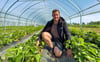 Tino Gast, Vorsitzender der Agrargenossenschaft Rackith, kontrolliert den Reifegrad der Erdbeeren im Tunnel. Am Freitag hat der Verkauf begonnen. 