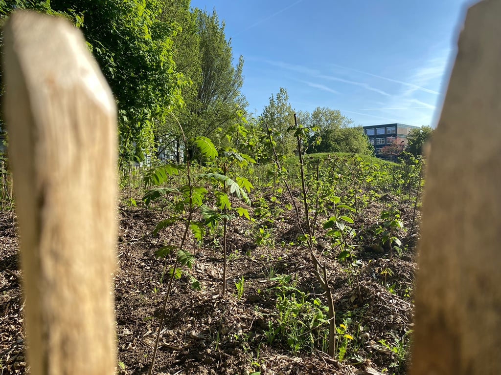 Seit November steht der zweite Miniwald mit dem Namen "Tiny Hainy" in Magdeburg-Olvenstedt.