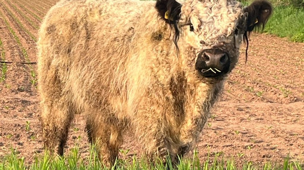 Der bei Kelbra ausgebüxte Jungbulle.