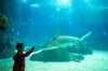 Das Ozeanarium in Lissabon sollte Vorbild für das Großaquarium in Magdeburg sein.