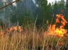Die Flammen im Goitzschewald schlugen hoch.
