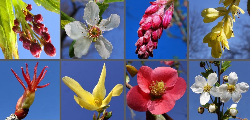 Blütenvielfalt im botanischen Garten am halleschen Kirchtor: Oben sind Japanischer Ahorn (v.l.), Wildpflaume, Blut-Johannisbeere und der Ährige Scheinhasel zu sehen. In der unteren Reihe erblühen von links Chinesischer Katsurabaum, Forsythie, Zierquitte und Frühlingsspiere.