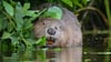 Über die App „Meine Umwelt“ gab es im vergangenen Jahr 552 Meldungen von Tierarten. (Archivbild)