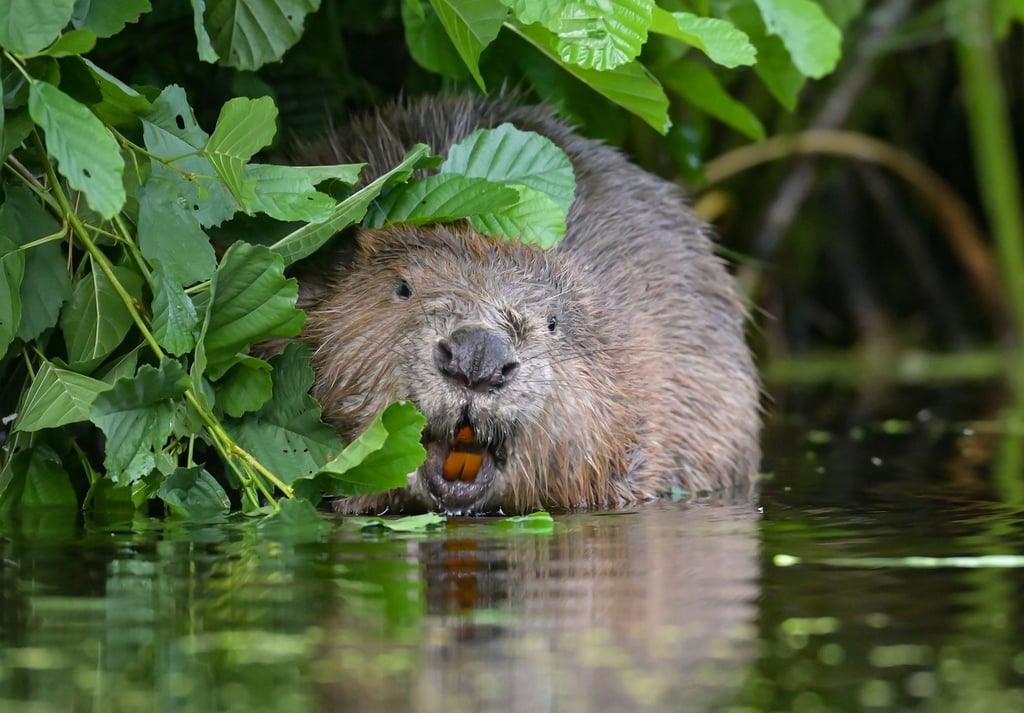 Über die App „Meine Umwelt“ gab es im vergangenen Jahr 552 Meldungen von Tierarten. (Archivbild)