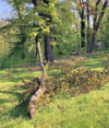 Ein großer Ast ist von einem Baum im Hain plötzlich abgebrochen. Nicht zum ersten Mal.  