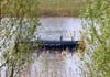 Schwimmende Inseln bilden die Nistplätze für die seltenen Schwalben.