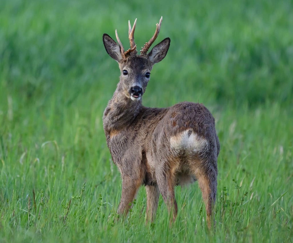 Rehe können schwimmen, aber nicht aus Hafenbecken klettern. Deshalb war das Tier auf menschliche Hilfe angewiesen (Symbolbild).