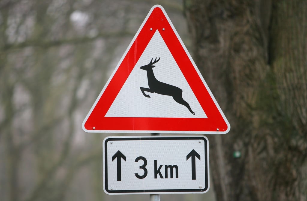 Mehrere Wildtiere überquerten bei Heiligengrabe die Straße. (Symbolbild)