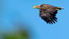 Lange Zeit waren Seeadler in der Region verschwunden.