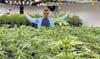Carsten Kolata, Vorstand des Cannabis Social Clubs Endstation, ist sichtlich stolz auf die erste anstehende Ernte. 