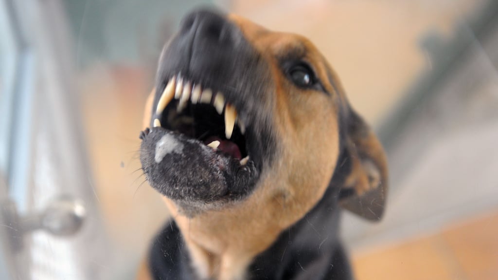 Bei Bad Schmiedeberg wird ein Radfahrer vom Hund attackiert – und dann auch noch von der Halterin beleidigt.