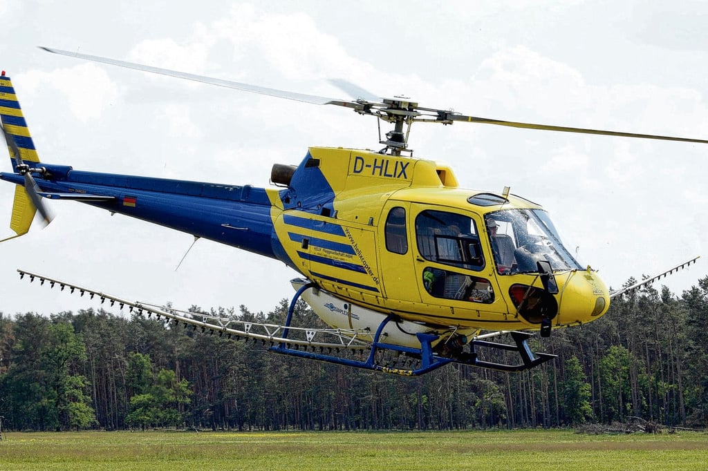 Das Biozid wird per Hubschrauber versprüht.