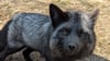 Für dieses Silberfuchsmännchen und seine Partnerin, die im Wernigeröder Wildpark Christianental zu Hause sind, werden Namen gesucht.