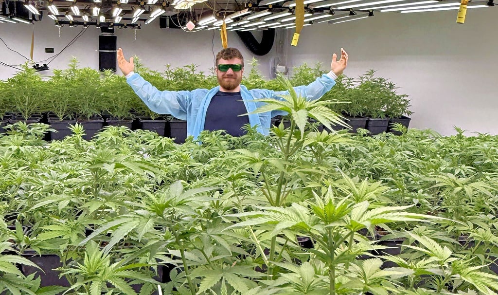 Carsten Kolata, Vorstand des Cannabis Social Clubs Endstation, ist sichtlich stolz auf die erste anstehende Ernte.