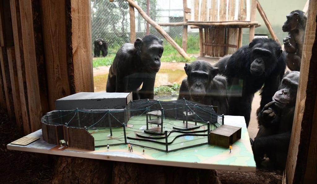 Die Schimpansen im Magdeburger Zoo bekommen eine neue Außenanlage. Die Vorbereitungen haben begonnen.