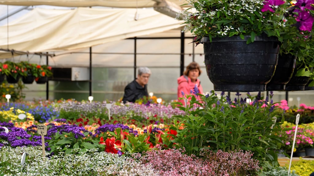 Blumen in allen Farben und Formen gibt es in der Zerbster Gärtnerei Genth - aber Hobbygärtner sollten schnell zugreifen.