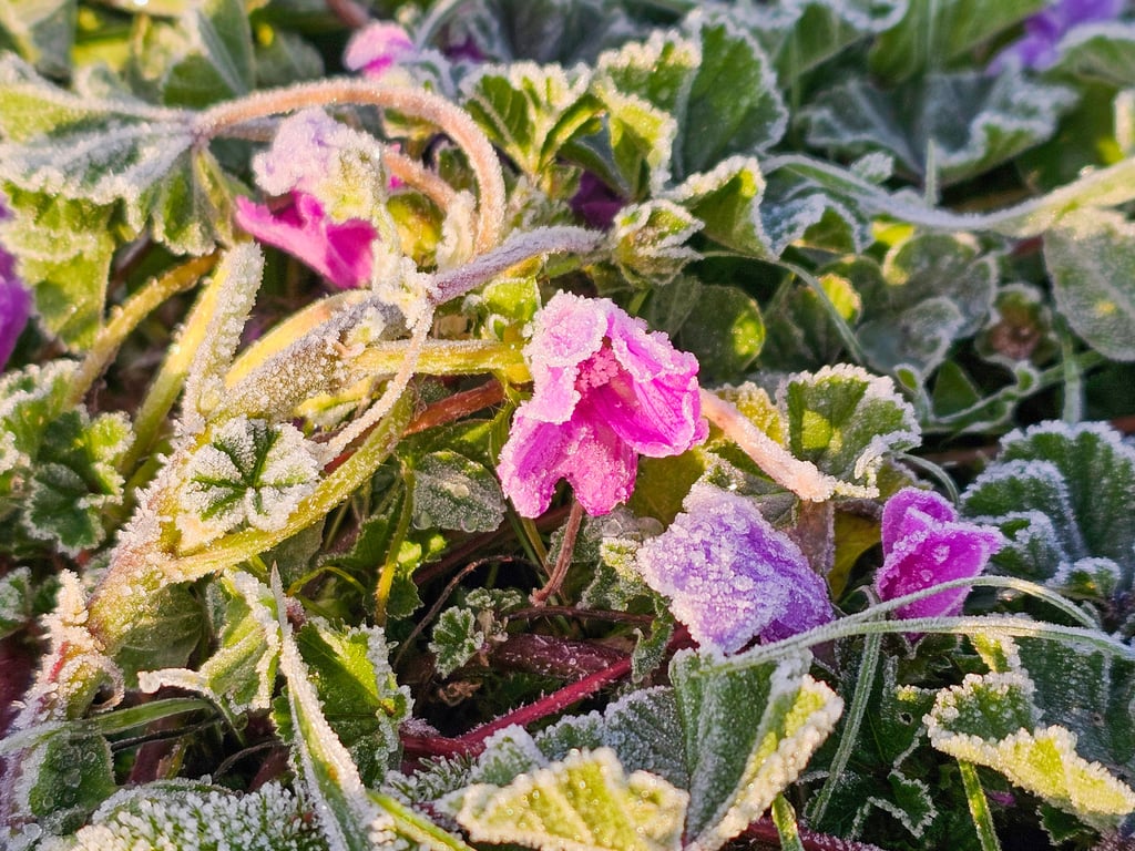 In den kommenden Nächten wird es in Sachsen-Anhalt sehr kalt, Frost ist möglich. Foto: