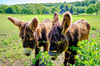 „Lola“ und „Loreley“, Poitou-Esel und Halbschwestern, grasen neben den Ferienhäusern: Werden Sie irgendwann einmal mit Gästen auf Wanderung gehen?