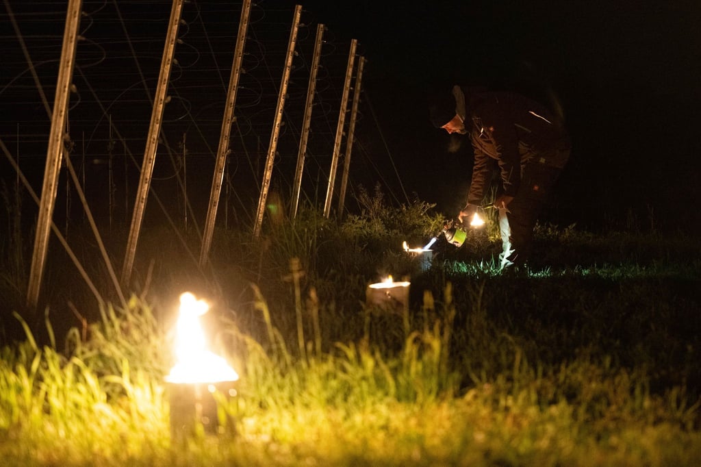 Kleine Feuer im Weinberg sollen die Rebstöcke vor Frost schützen.