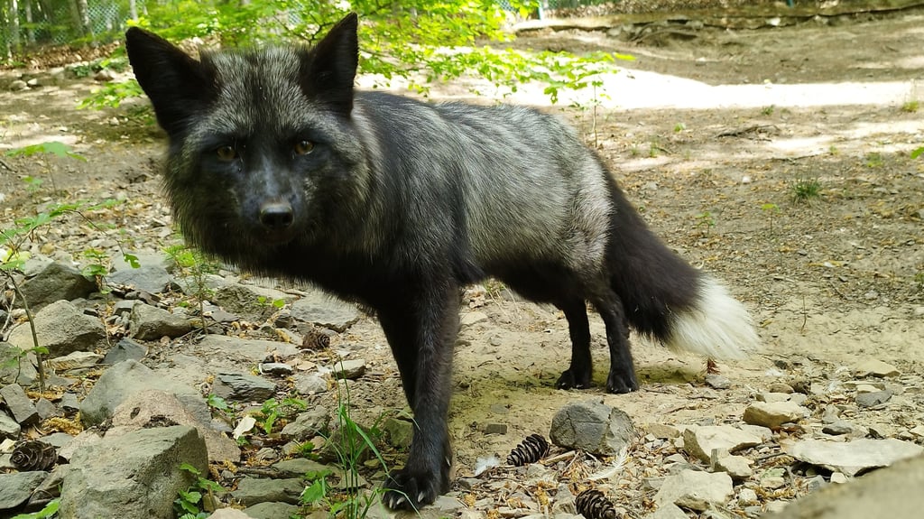 Das neue Silberfuchspaar im Wernigeröder Wildpark Christianental hat Nachwuchs bekommen - hier der stolze Vater.