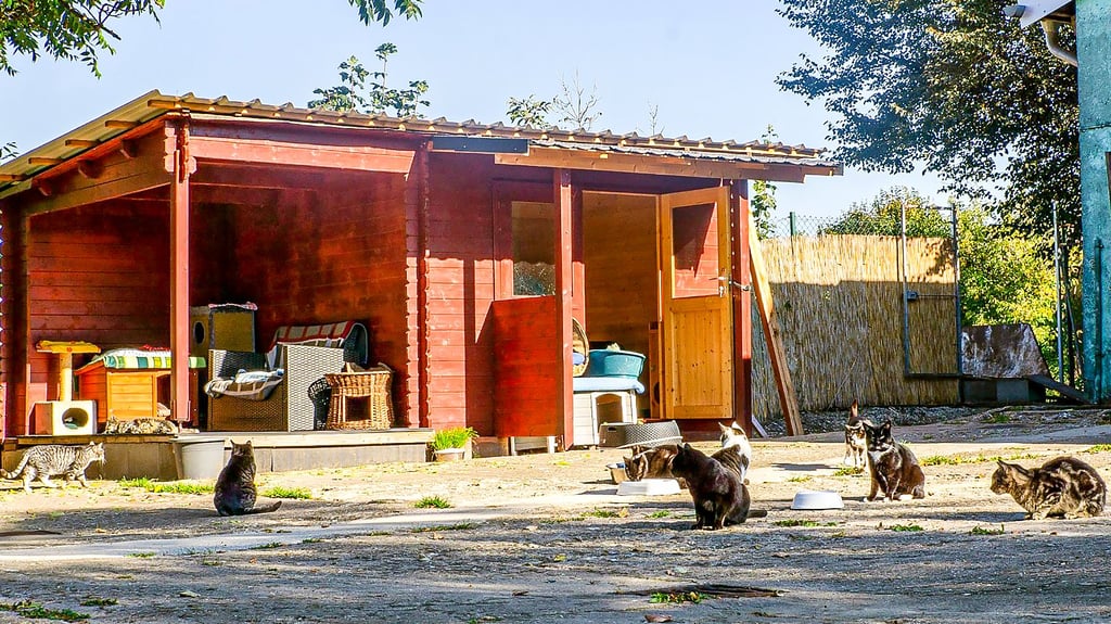 Im Tierheim Satuelle gibt es zwischen 50 und 70 Freigänger-Katzen. Für sie und andere Tiere kann jetzt eine Patenschaft übernommen werden.