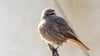 Bei der Vogelzähl-Aktion der Naturschützer vom Nabu sollen Teilnehmende dieses Mal besonders den Hausrotschwanz in den Fokus nehmen. (Archivbild)