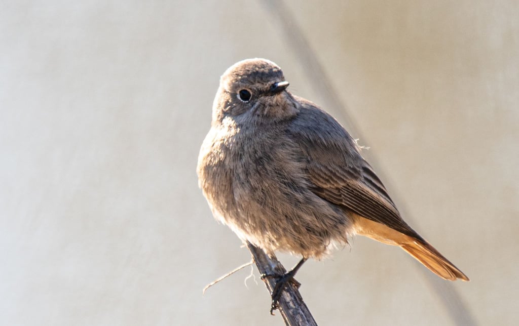 Bei der Vogelzähl-Aktion der Naturschützer vom Nabu sollen Teilnehmende dieses Mal besonders den Hausrotschwanz in den Fokus nehmen. (Archivbild)