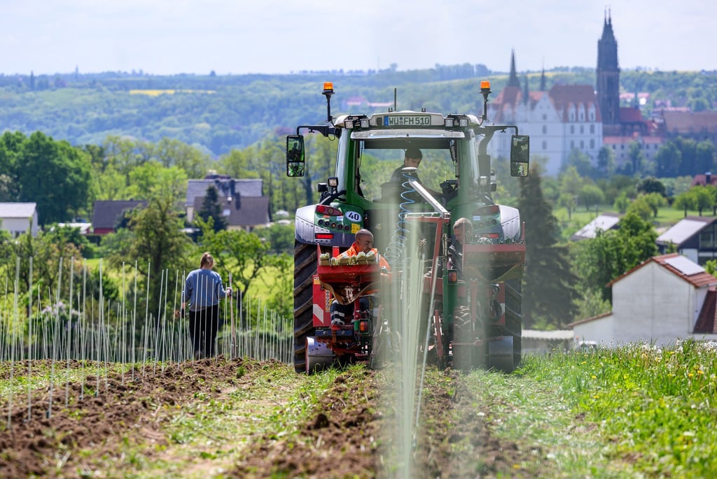 Sachsens Winzer setzen im Klimawandel auf Bio und Hightech.