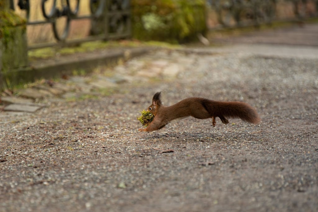 Gesunde junge Wildtiere sollten bei ihren Eltern gelassen werden, auch wenn diese gerade nicht in der Nähe sind. (Symbolbild)