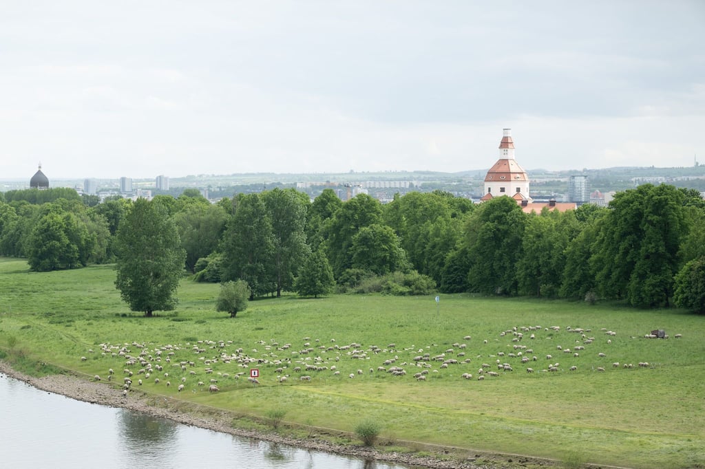 Dresden nutzt für die Pflege der Elbwiesen auch Schafe.