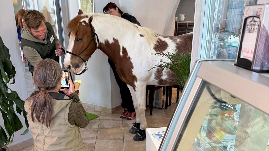 Seltener Anblick: Ein Eis schleckendes Pferd steht inmitten in einer Naumburger Eisdiele.