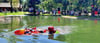 Rettungsübung der Wasserwacht im Schwimmteich des Feriendorfes "La Porte" in Bertingen.