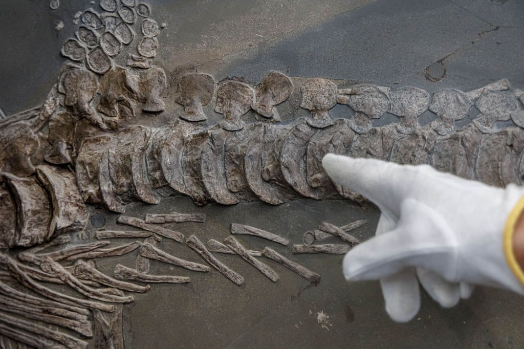 Das Fossil des Ichthyosaurus ist rund 185 Millionen Jahre alt und noch eingebettet in Gestein.