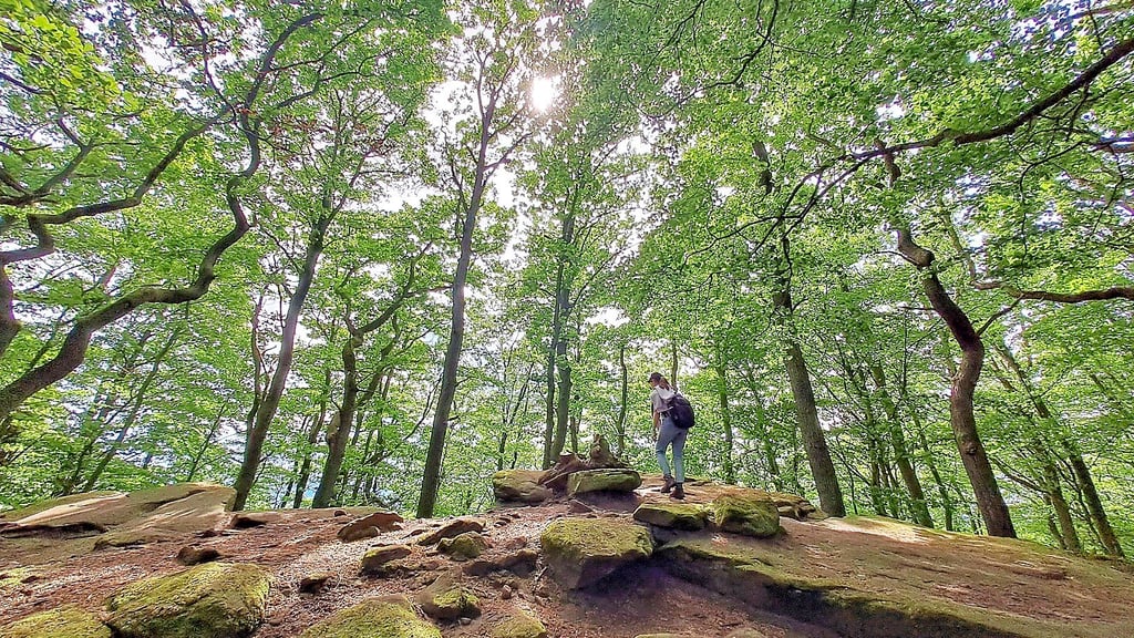 Der Wald ist ein wichtiges Ökosystem. Jetzt ist eine Untersuchung zur Vielfalt der darin lebenden Arten gestartet – auch in Mansfeld-Südharz.