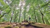 Der Wald ist ein wichtiges Ökosystem. Jetzt ist eine Untersuchung zur Vielfalt der darin lebenden Arten gestartet – auch in Mansfeld-Südharz.