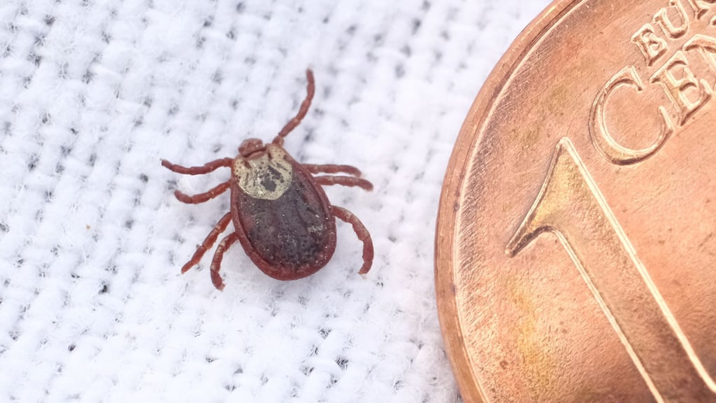 Zecken suchen am Körper nach geschützten Stellen, um zuzustechen. So fühlen sie sich unter den Achseln oder hinter dem Ohr wohl.