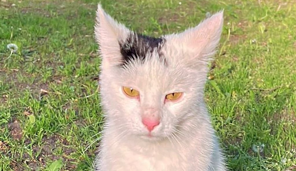 Ein bisschen mürrisch guckt sie ja, Cleo-Beate, bekannt auch als Gardelegens Yoga-Katze. Offenbar in guter Absicht ist der Freigängerin eine unnötige Operation zugemutet worden.